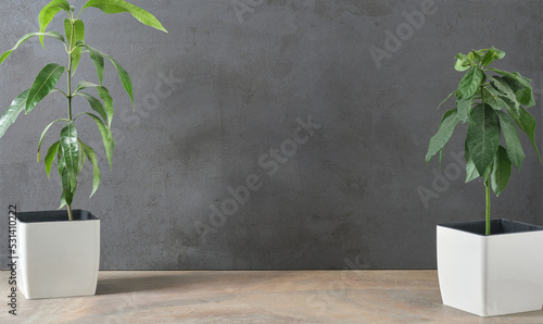 Green plants in a pot on the background of a dark gray concrete wall. Empty space