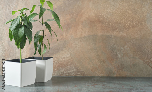 Green plants in a pot on the background of a grunge orange wall. Empty space