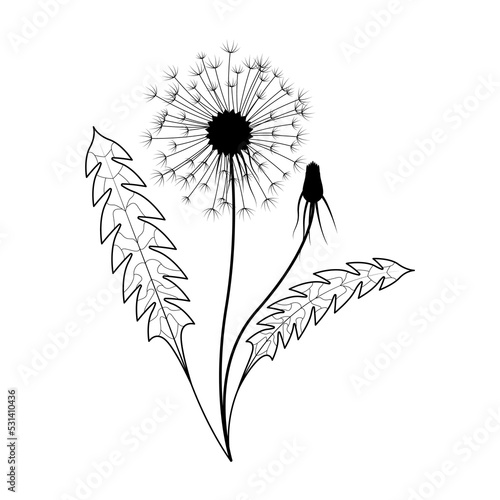Wallpaper Mural Abstract Hand Drawn Dandelion Flower Plant Botanic Floral Nature Bloom Doodle Concept Vector Design Outline Style On White Background Isolated Torontodigital.ca