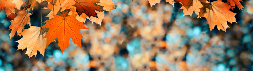 Autumn color leaves on the branches. Fall banner
