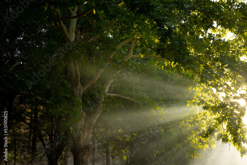 Sunrays behind the leaves and branches in the forest. Nature background