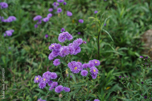 close-up of purple flowers in the home garden