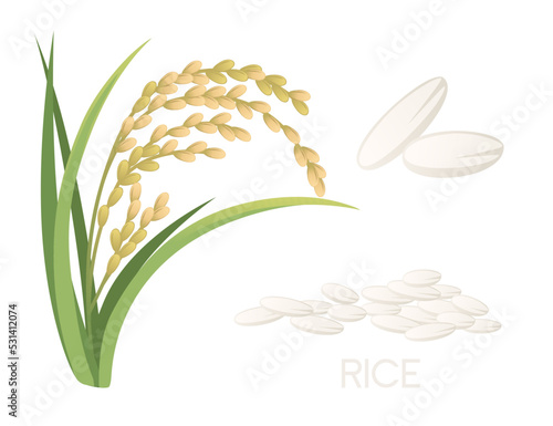 Asian agriculture rice plant with ears white grain vector illustration isolated on white background