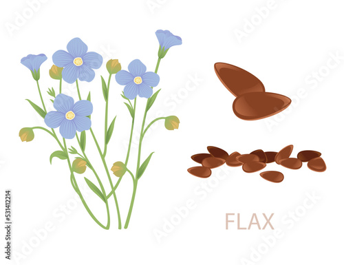 Flax agriculture plant with blossom blue flowers and green stem cereal crop vector illustration isolated on white background