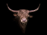 Scottish Highland Cow. Bos taurus. Portrait.