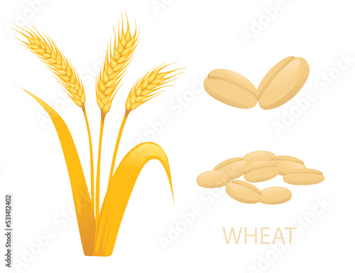 Wheat agriculture plant with ears spikelets grain vector illustration isolated on white background