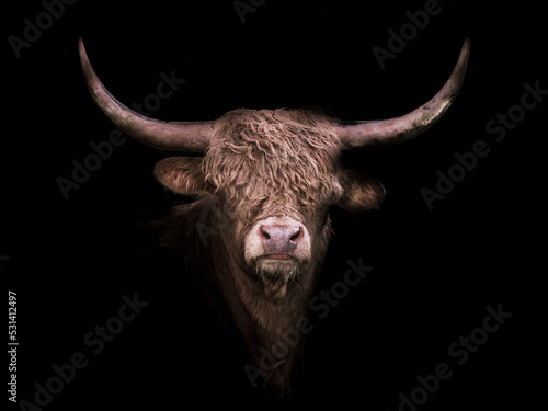 Scottish Highland Cow. Bos taurus. Portrait.