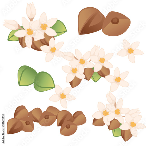 Seamless pattern Buckwheat agriculture plant with blossom flowers and green stem cereal crop vector illustration on white background