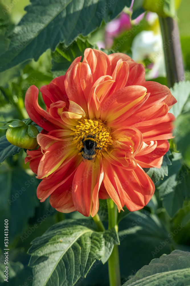 A large single dahlia flower with orange petals in a yellow stripe and a yellow center. A fluffy bumblebee is sitting on a flower, drinking nectar. A large single dahlia flower with orange petals in a yellow stripe and a yellow center. A fluffy bumblebee is sitting on a flower, drinking nectar.