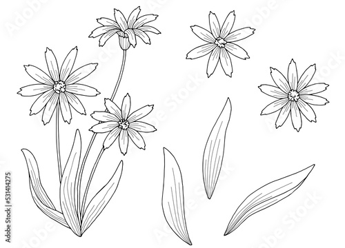 Arnica flower plant graphic black white isolated sketch illustration vector  photo