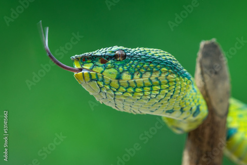 Bornean keeled green pit viper snake Tropidolaemus subannulatus pulls out its tongue 