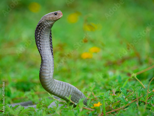 Black Grey javan spitting cobra Naja sputatrix preparing to attack 