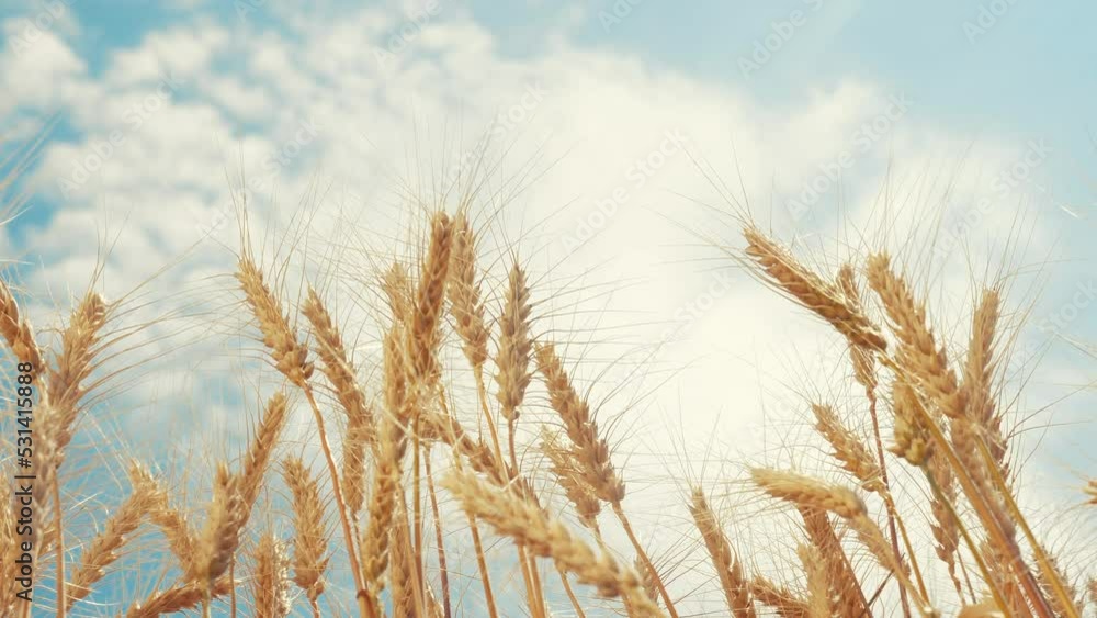 ears of wheat on the field during sunset. farming wheat harvesting agribusiness concept. large wheat sunset field. big harvest of wheat in summer on the field landscape ears of wheat on the field during sunset. farming wheat harvesting agribusiness concept. large wheat sunset field. big harvest of wheat in summer on the field landscape