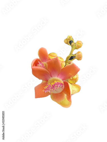 orchid isolated on white