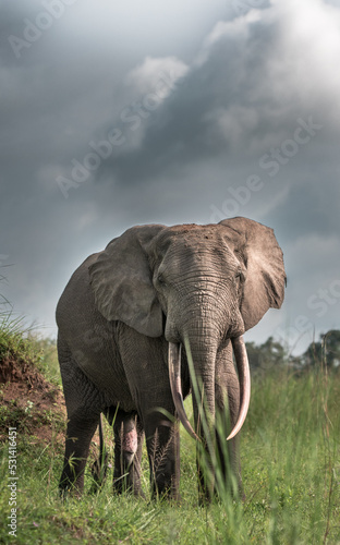 Photography Forest Elephant. Loxodonta cyclotis. Congo. Central Africa.