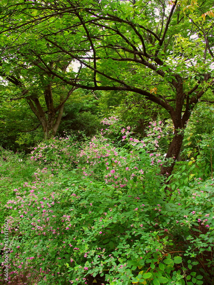 初秋の萩の花咲く公園風景 初秋の萩の花咲く公園風景