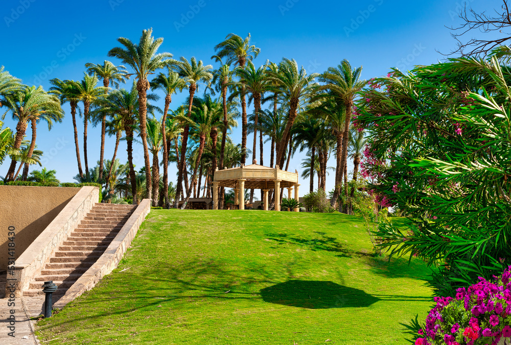 Fototapeta premium Palms trees in public park