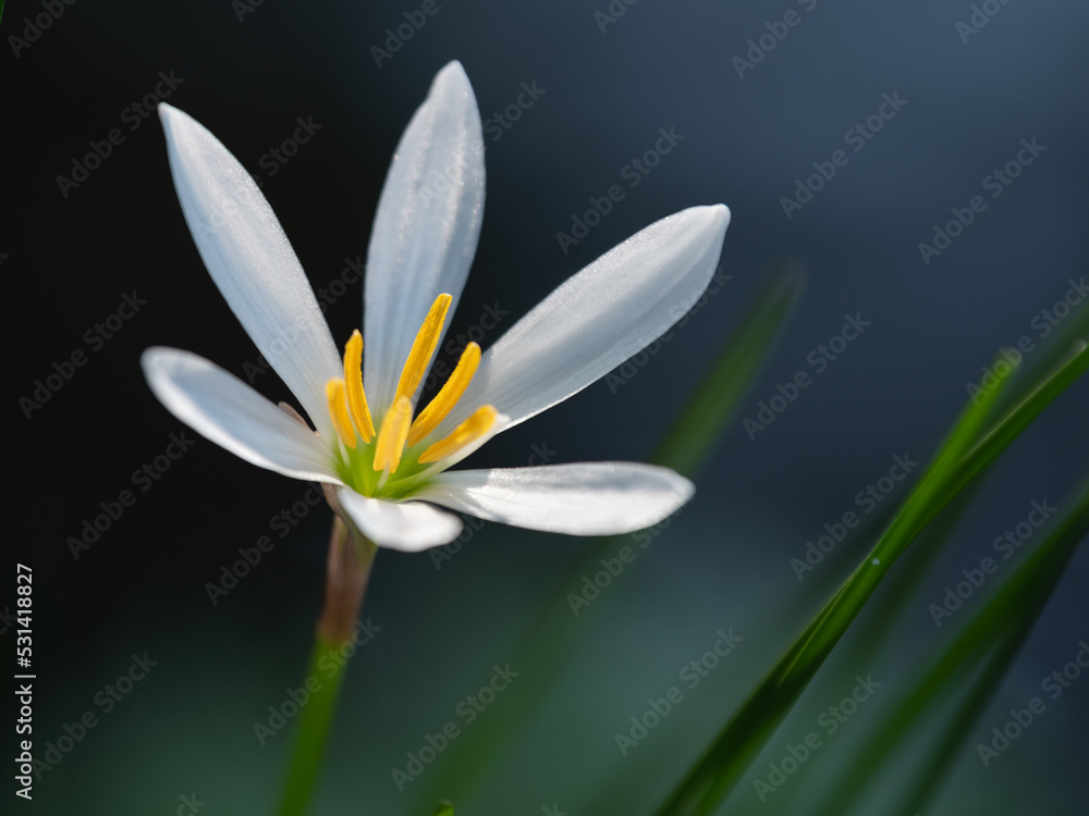 Naklejka premium A white rain lily with yellow stamens.