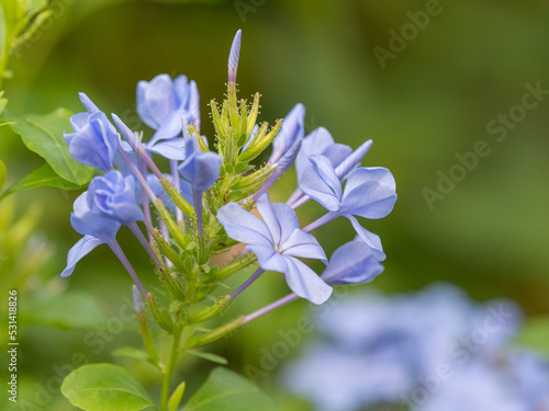 Фотография The light blue flowers of a cape plumbago bush against a blurred green background