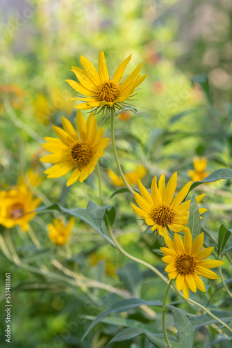 Close up of bright yellow Maximilian sunflowers.