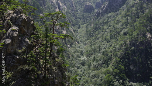 trees growing on mountain rocks
