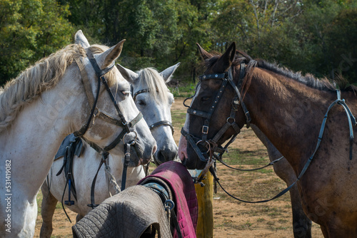 A harnessed white horse stands tied to a log, along with other horses. © Денис Прохоров