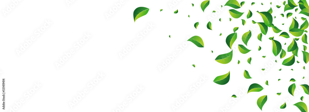 Swamp Leaf Forest Vector Panoramic White Swamp Leaf Forest Vector Panoramic White