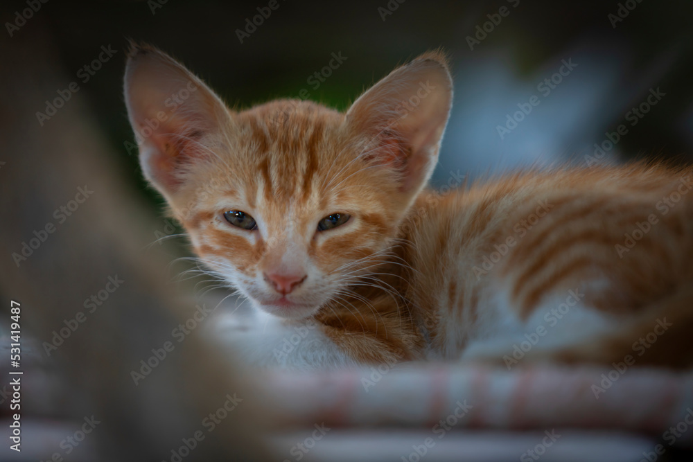 Malutki rudy kot z dużymi uszami.