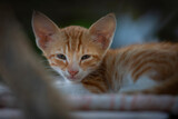 Malutki rudy kot z dużymi uszami.