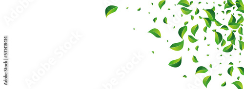 Swamp Leaf Forest Vector Panoramic White