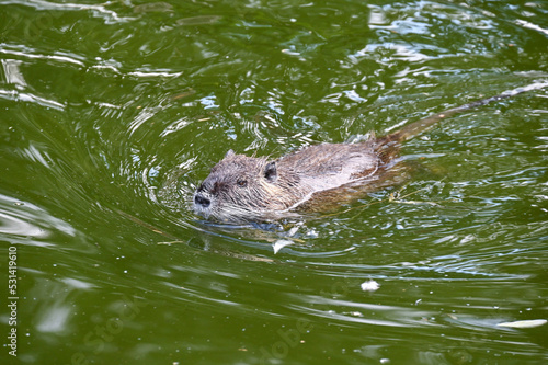 Nutria swims in a pond near the farm 