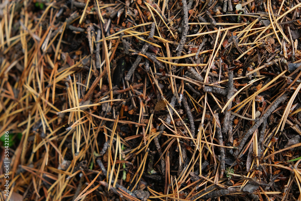 An anthill with a colony of ants in close-up. An anthill in a pine coniferous forest.