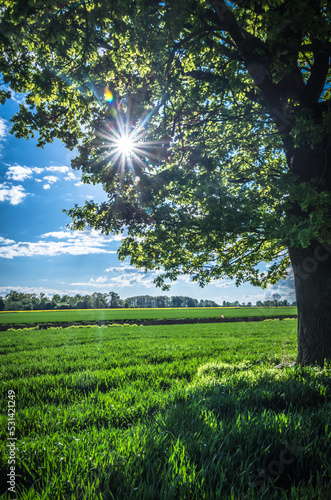 drzewo, gwiazdka © Iwona