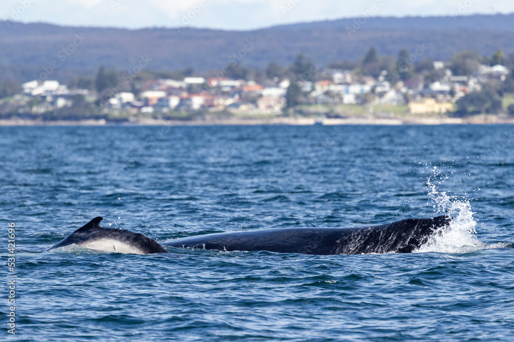 Fototapeta premium Humpback Whale and calf off Sydney Australia