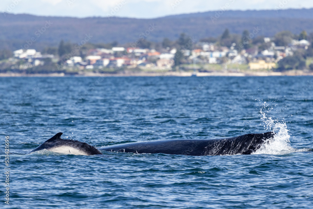 Humpback Whale and calf off Sydney Australia