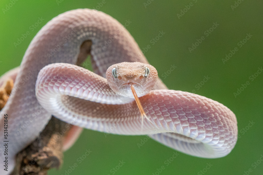 Fototapeta premium Female pink mangrove pit viper snake Trimeresurus purpureomaculatus on attacking position 