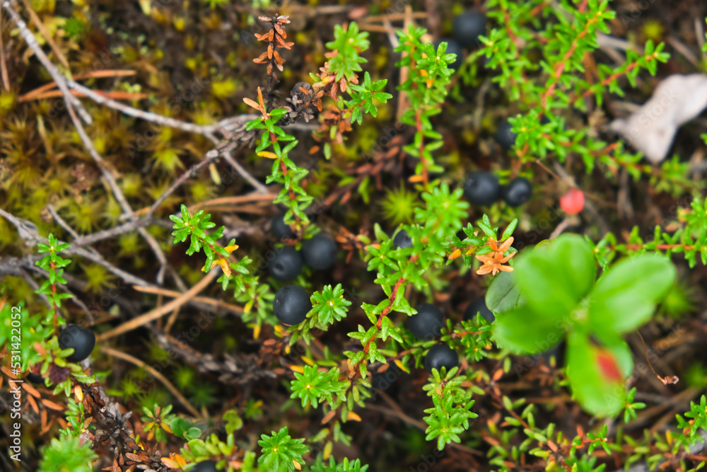 crowberry close-up. empetrum nigrum macro photography. ripe crowberry in a coniferous forest.