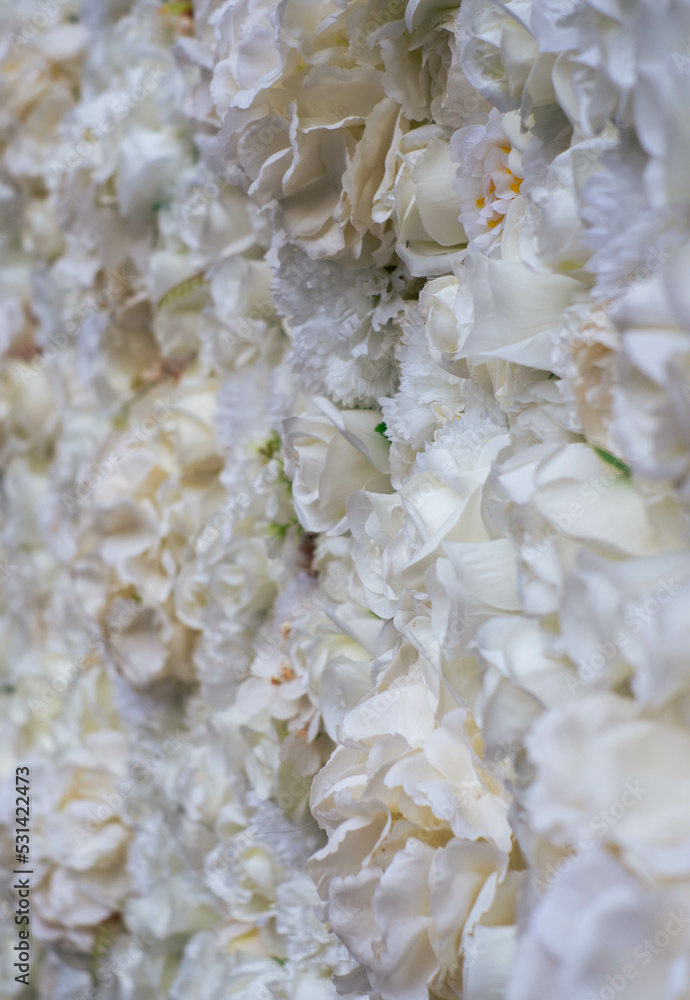 A wall of white roses A wall of white roses