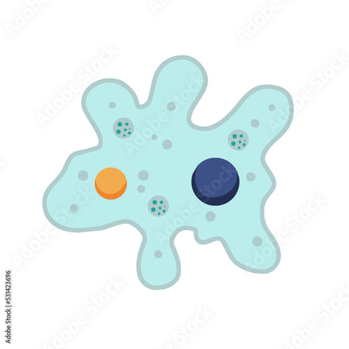 Amoeba cell. Small unicellular animal.