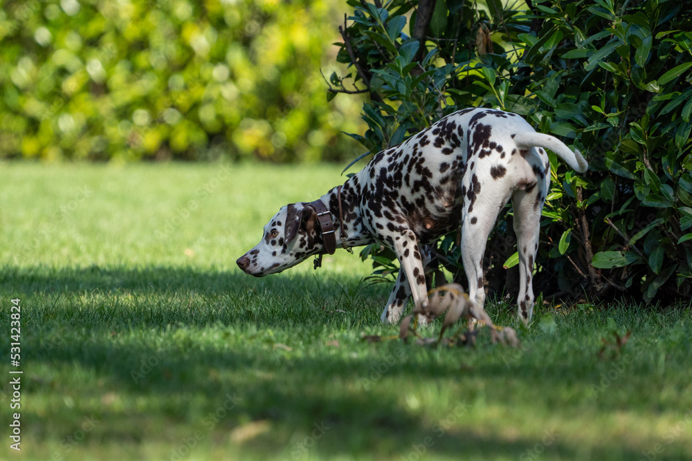 dalmation dog walking in the grass on a sunny day dalmation dog walking in the grass on a sunny day
