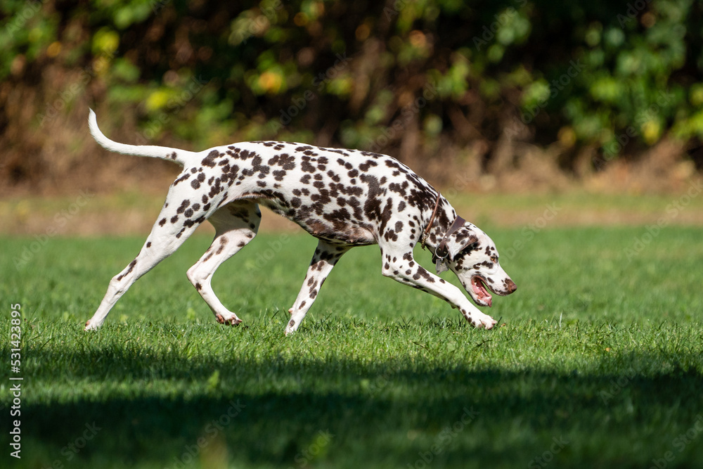 dalmation dog walking in the grass on a sunny day dalmation dog walking in the grass on a sunny day
