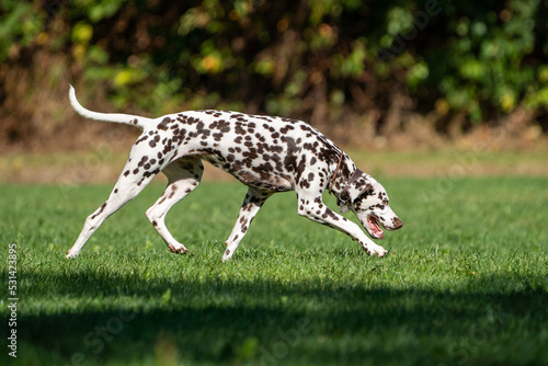 dalmation dog walking in the grass on a sunny day