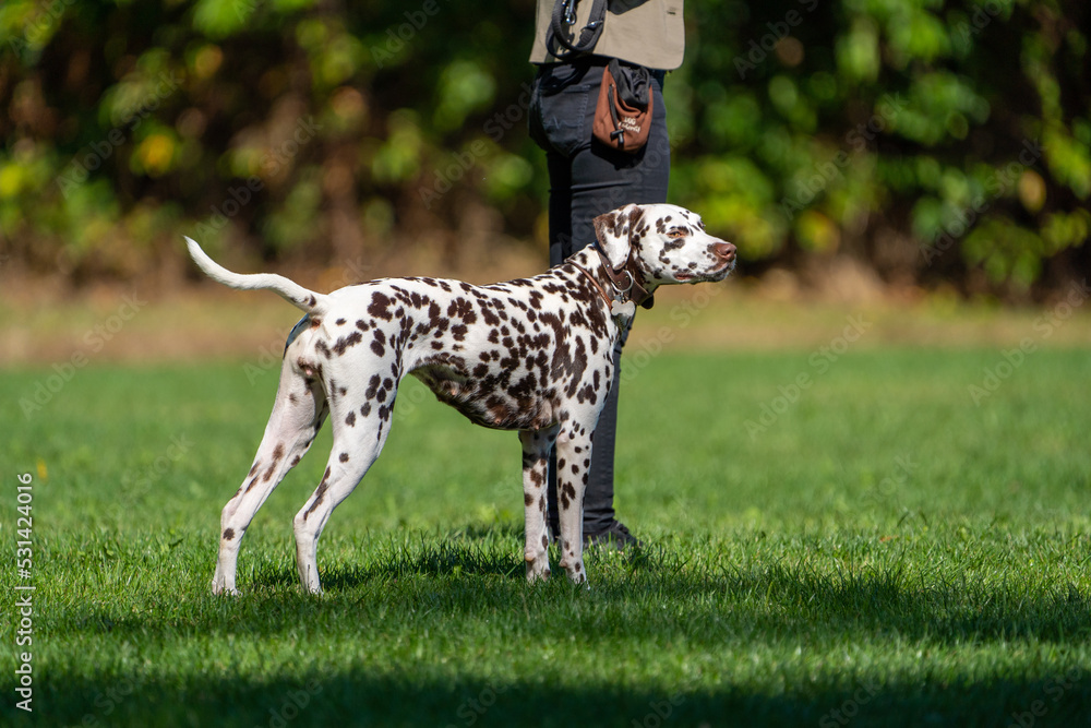 dalmation dog standing still near owner