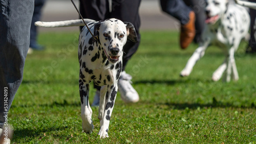 dalmation dog on a walk on a leash