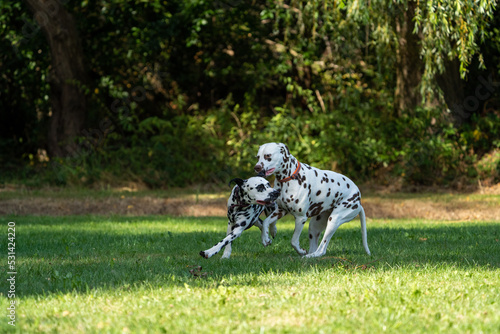 dalmation dogs playing and running in a field