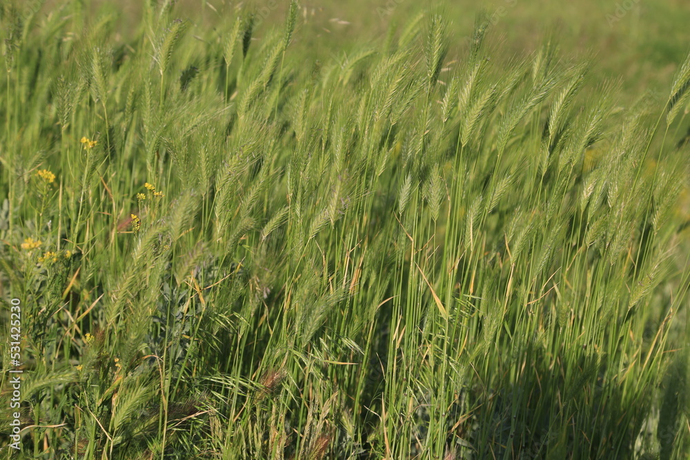 green wheat field