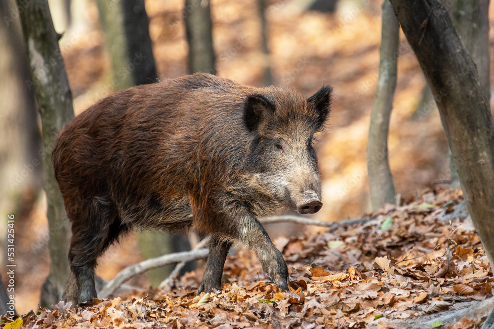 Wild boar on the background of the autumn forest. Wild boar on the background of the autumn forest.