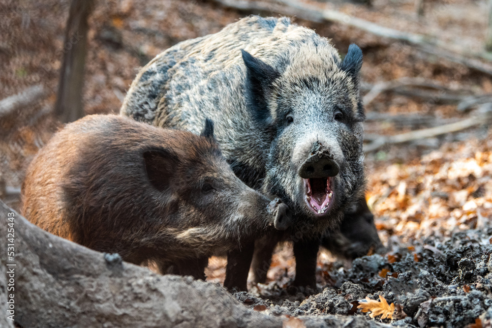 Wild boar on the background of the autumn forest. Wild boar on the background of the autumn forest.