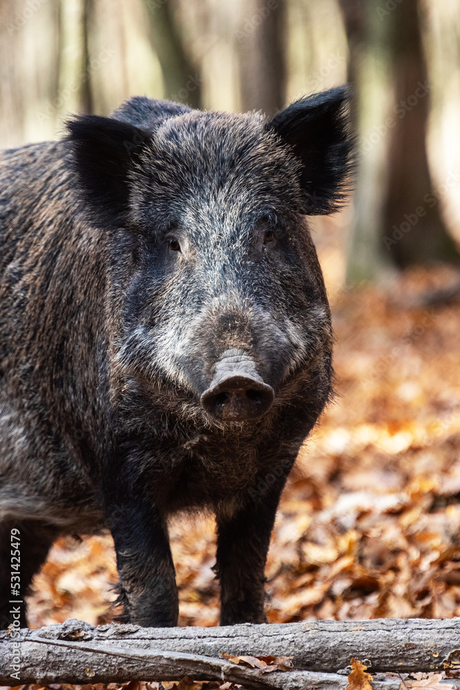 Wild boar on the background of the autumn forest. Wild boar on the background of the autumn forest.
