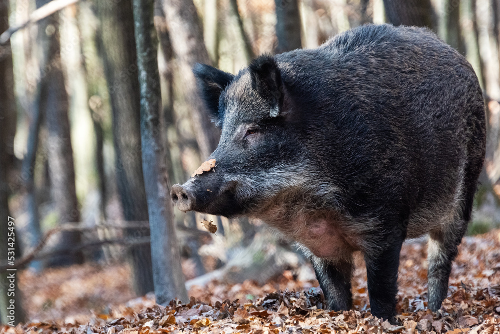 Wild boar on the background of the autumn forest. Wild boar on the background of the autumn forest.